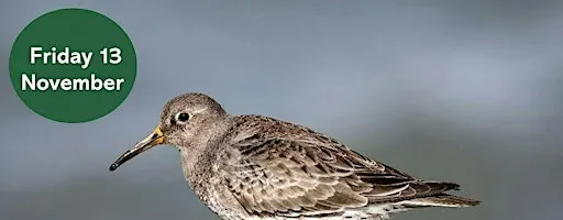 Search for the Purple Sandpiper