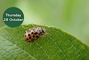 Search for the Water Ladybird