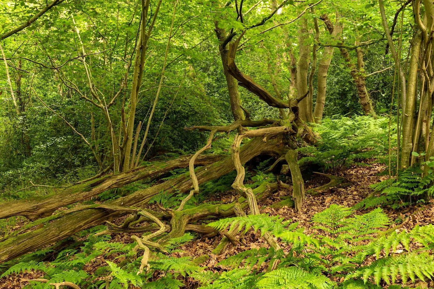 Guided Tree Walk on Canterbury's Old Park