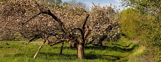 Guided Tour of No Man’s Orchard, Chartham