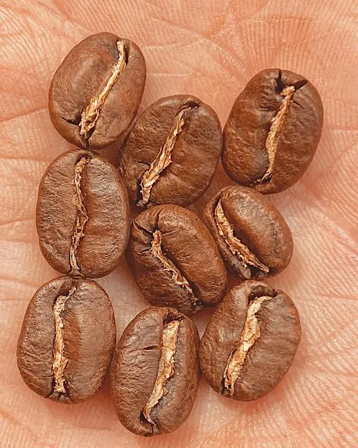 FREE - ACME coffee cupping