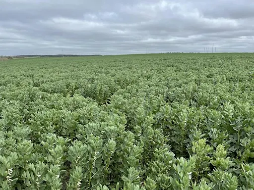 Faba Beans: Growing, grazing and feeding