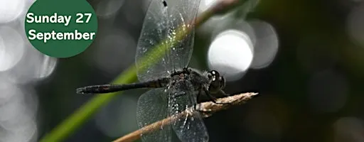 Dragonfly Walk at Gosforth Nature Reserve