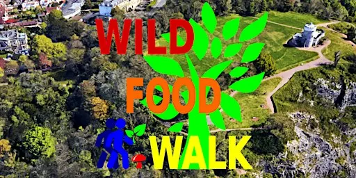 October Avon Gorge (Bristol) Wild Food Foraging/ Forager Walk.