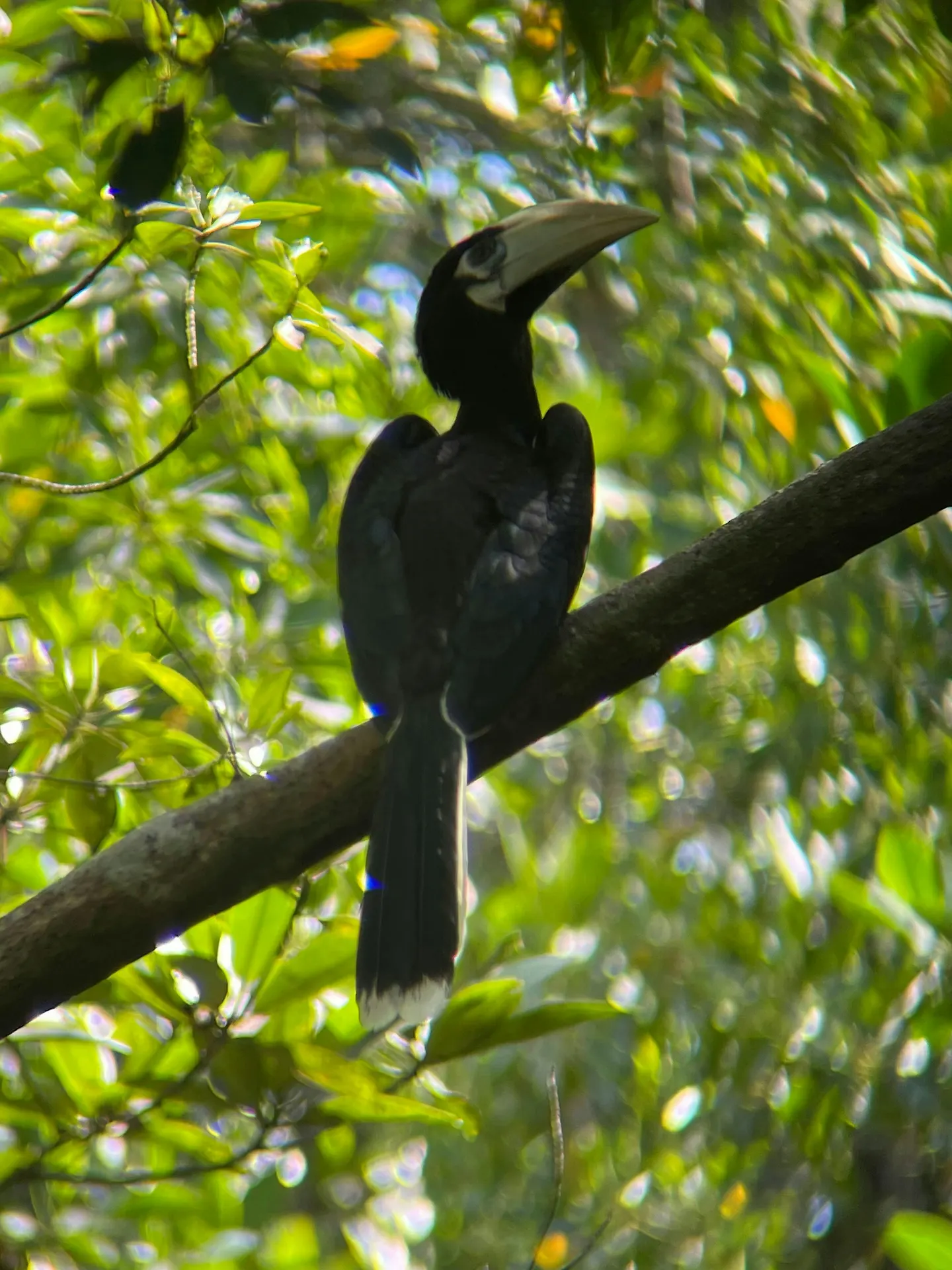 Birding at Hampstead Wetlands Park