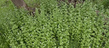 Controlling Invasive Species in Ottawa: In-Person Talk at OTL