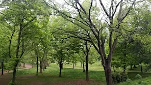 Benessere in Natura: Incontri di Mindfulness a Villa Borghese con la Psicol