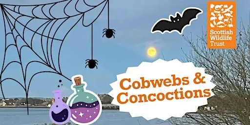 Cobwebs and Concoctions
