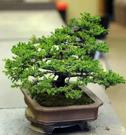 An Afternoon of Bonsai
