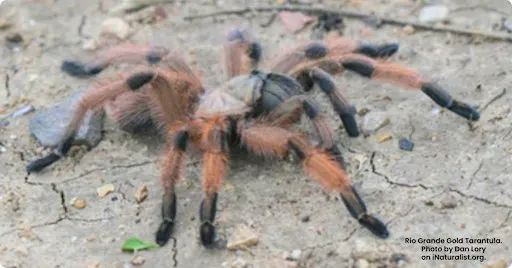 FREE Talk: "Notable Invertebrates of the RGV"