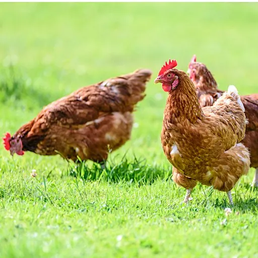 Backyard Chickens