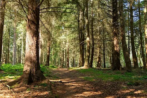 Forest Bathing at Culloden
