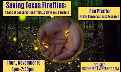 Saving Texas Fireflies: A Look at Conservation Efforts & Ways You Can Help.