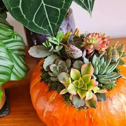 SUCCULENT PUMPKIN THANKSGIVING CENTERPIECE