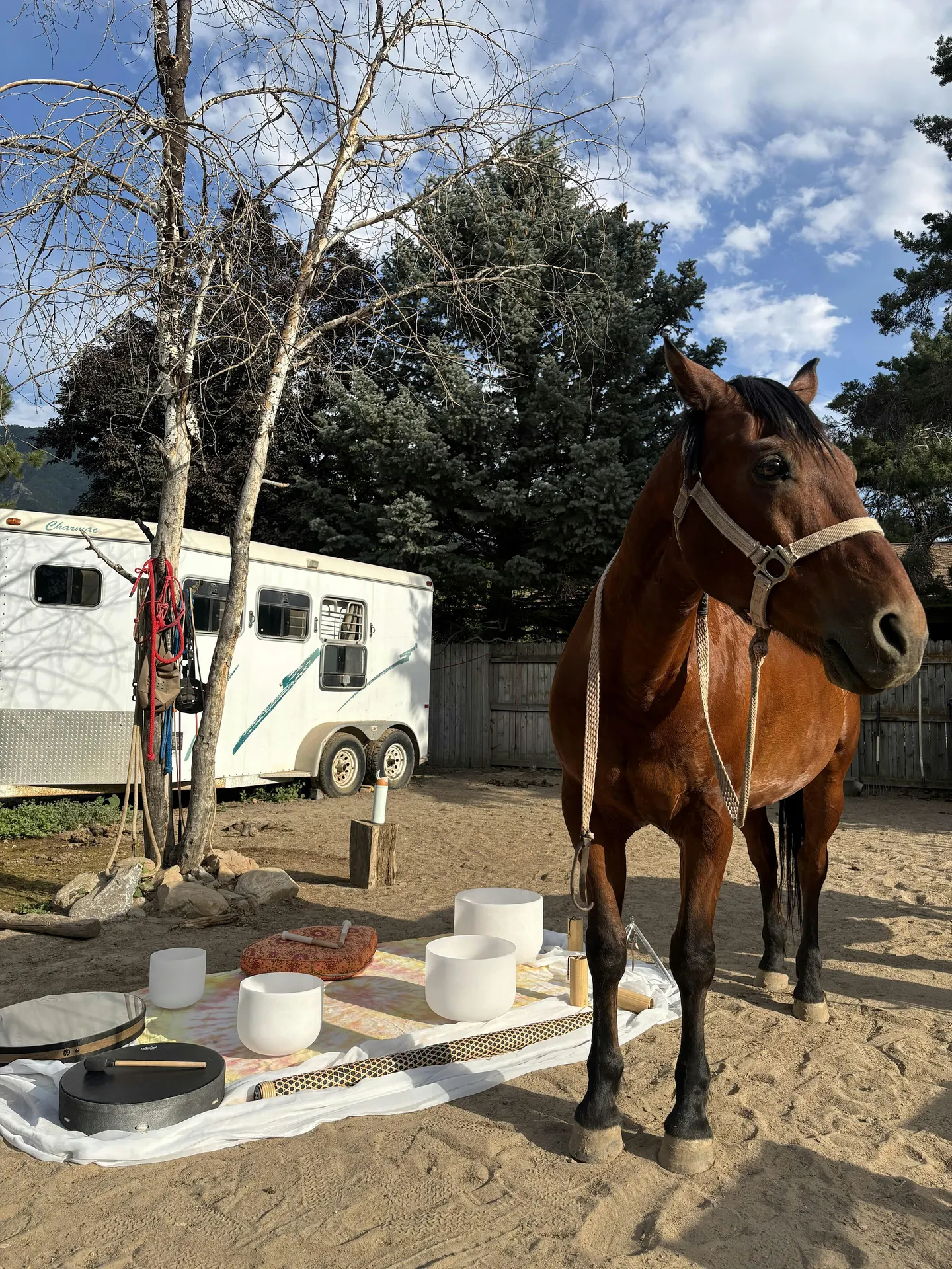 Sound Bath with Horses