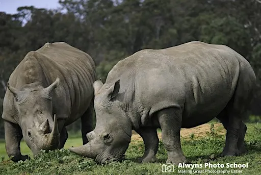 Safari Photography at Werribee Open Range Zoo-Wildlife Photography Course