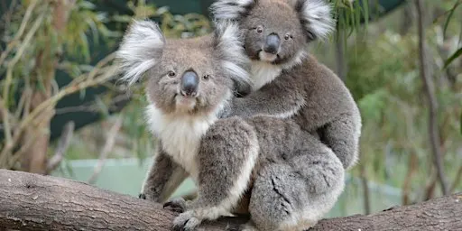 Quality Koalas at Tidbinbilla