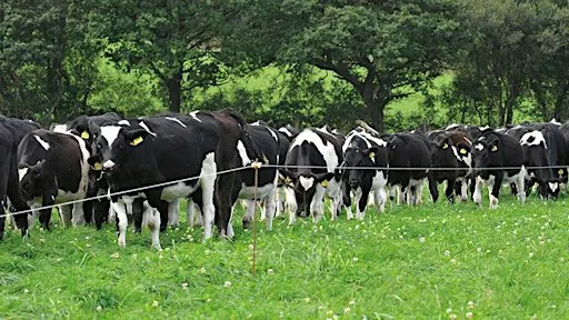 Infrastructure Unpacked: The Equipment I Need to Graze
