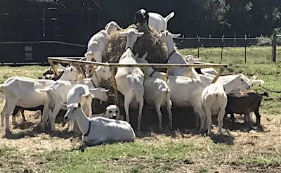 Shepherding 201 - Pets to Production