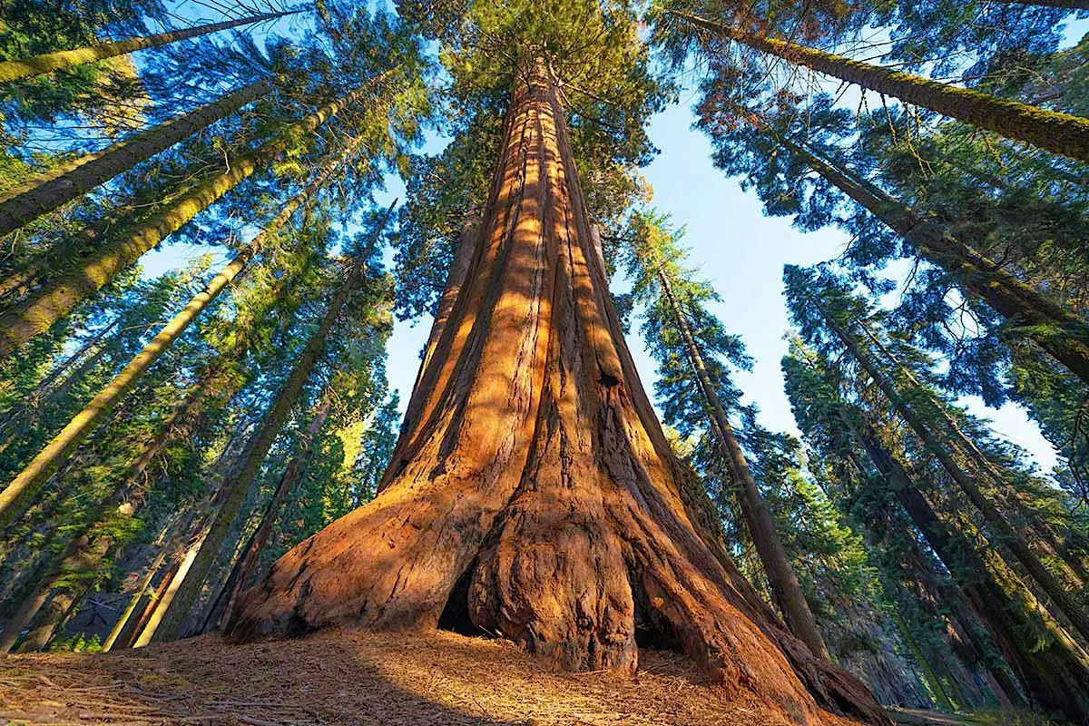Breathing with our Ancestors