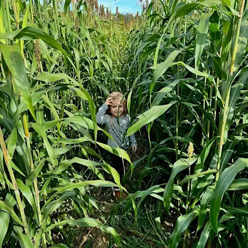Brookford Farm Corn Maze