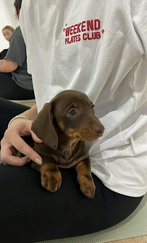 Geelong Dachshund Puppy Yoga Class