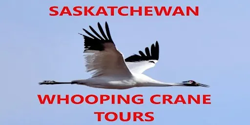 Whooping Crane Private Viewing Tour
