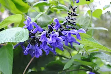 Una giornata d’autunno all’Orto Botanico di Brera. Visita per adulti