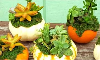 Succulent Pumpkin Garden Workshop