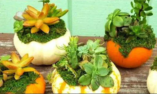 Succulent Pumpkin Garden Workshop