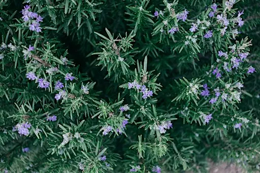 Meeting the herb - Rosemary