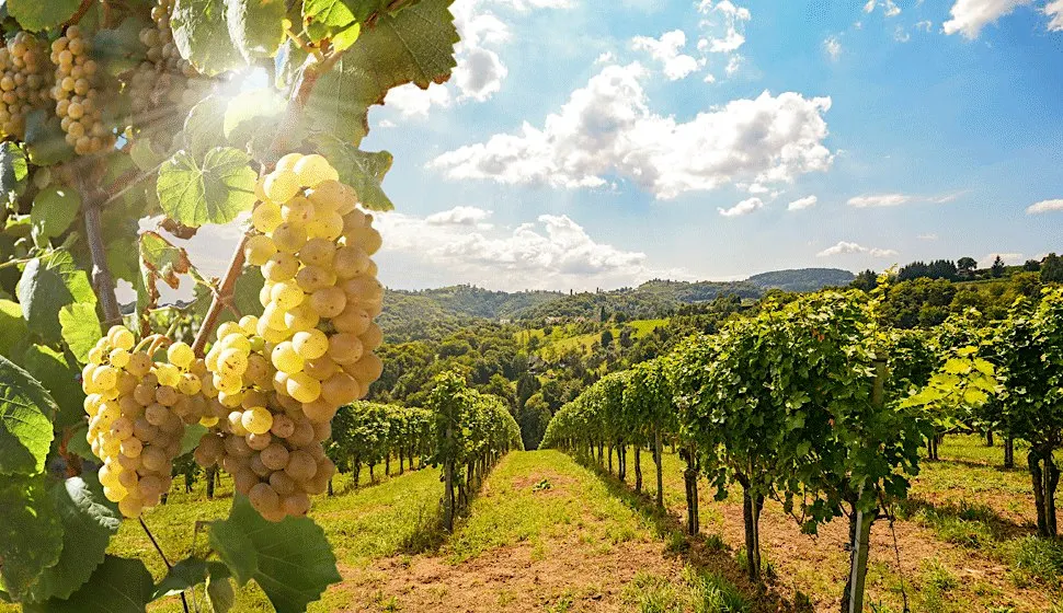 The Icons of Tuscany: A Super Tuscan Wine Masterclass