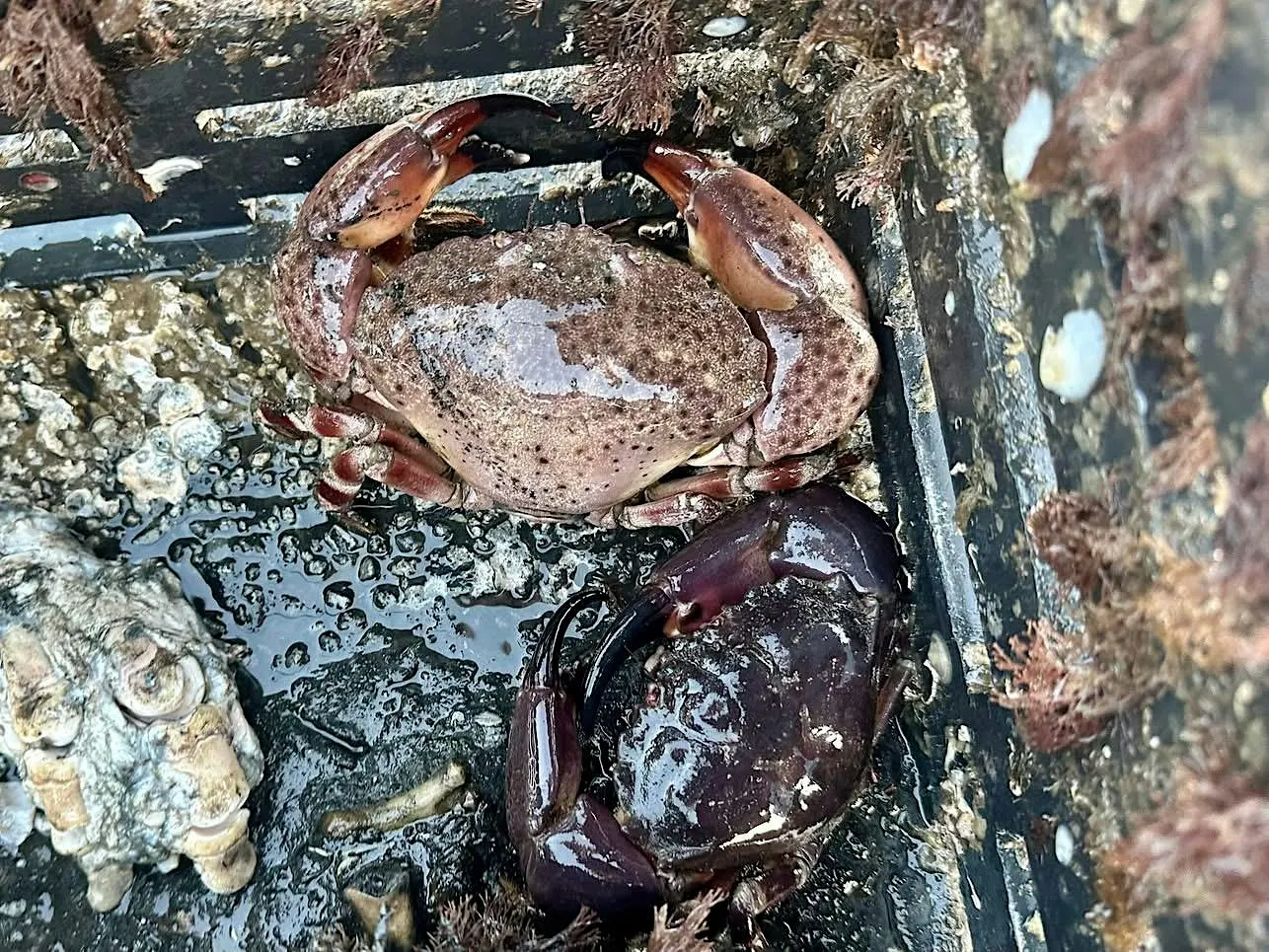 Stone Crabs in Southwest Florida!