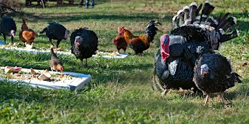 Poplar Spring's Thanksgiving WITH the Turkeys