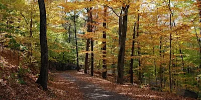 Tree Identification Walk
