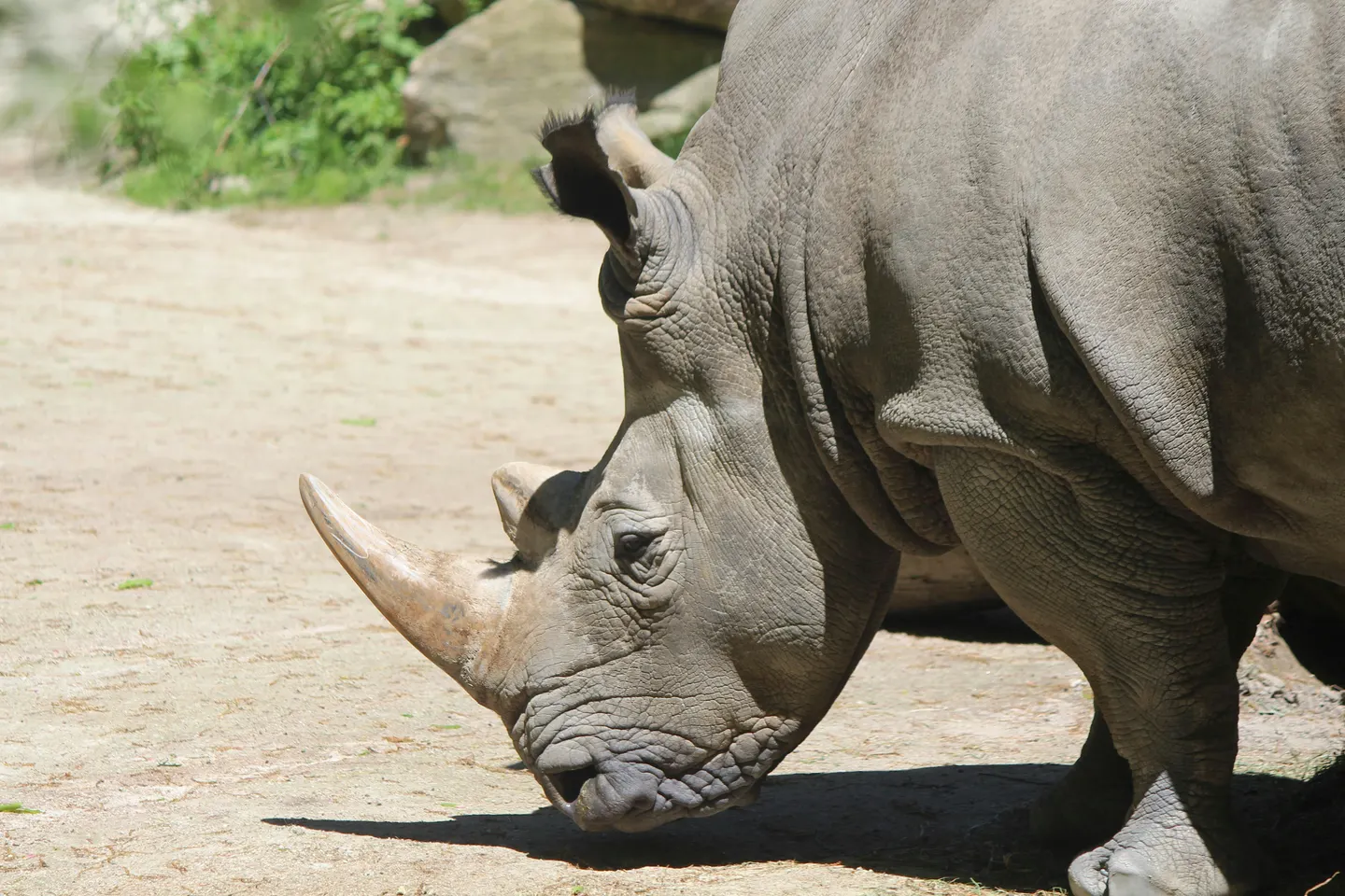 Endangered Species