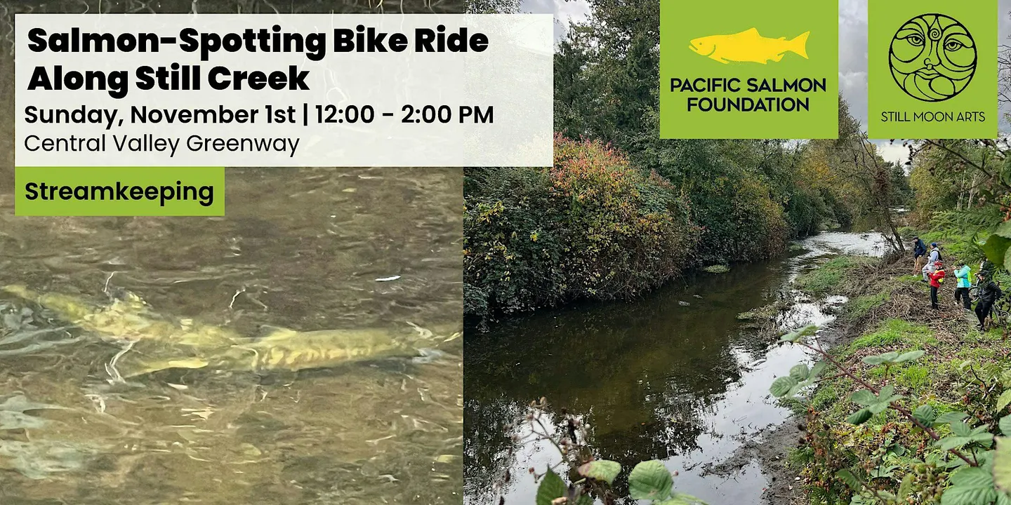Salmon-Spotting Bike Ride Along Still Creek