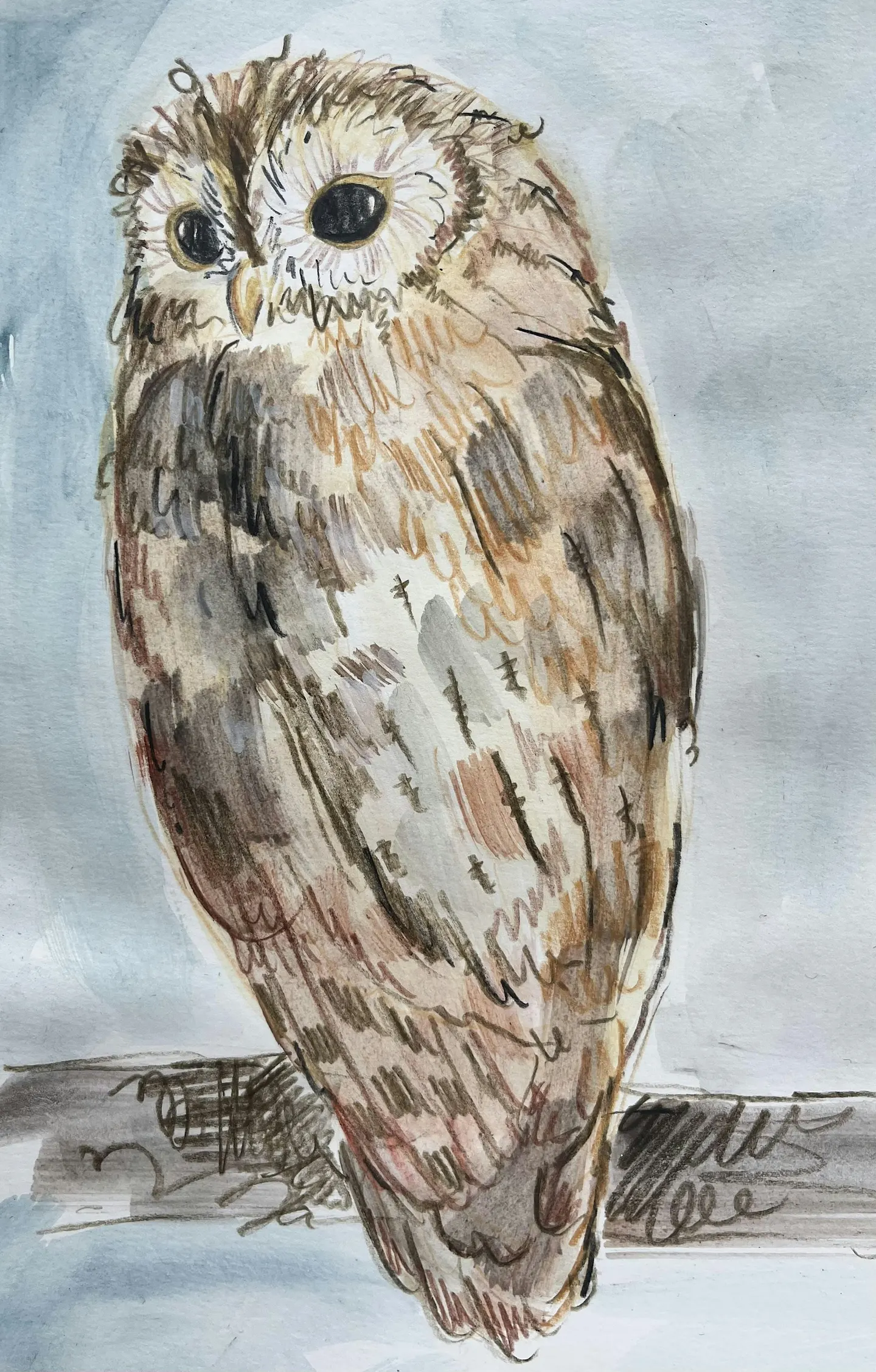 Drawing Scotland’s Birds