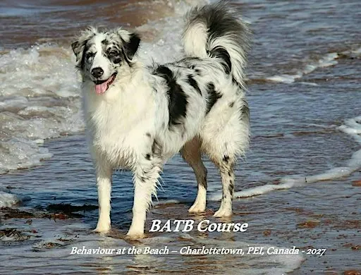 Behaviour at the Beach (BATB) 2027