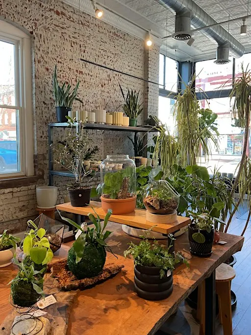 Copy of Plant Bingo Thursdays at Stump Lancaster