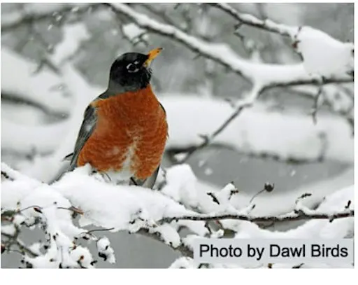 Milwaukee County Grounds Christmas Bird Count 12/19/2026