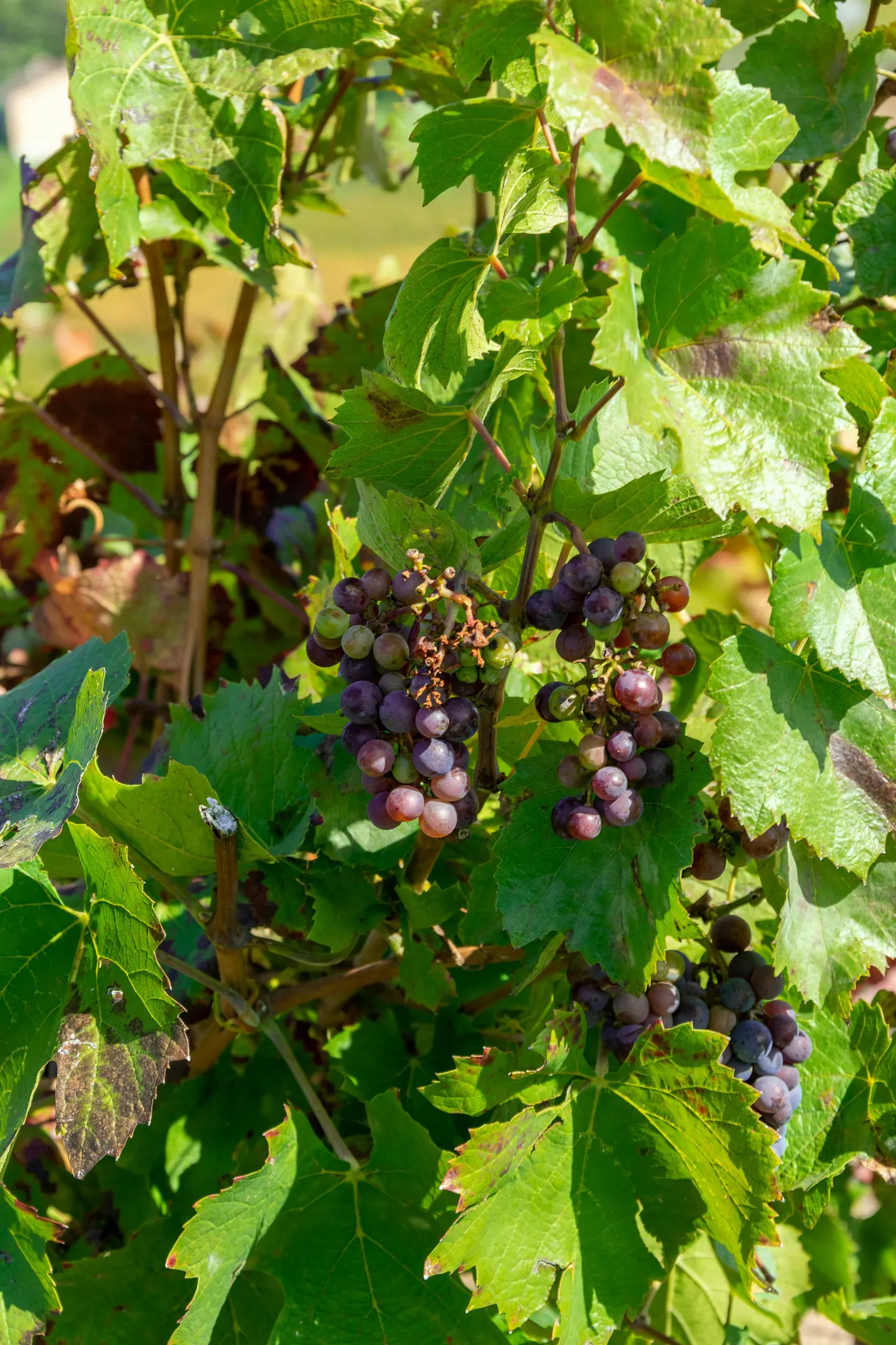 The Glory of Gamay: Beaujolais and Beyond