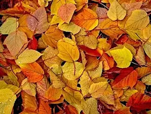 Seasons Storytime & Crafts (Children Ages 6+, $4 per child upon arrival)