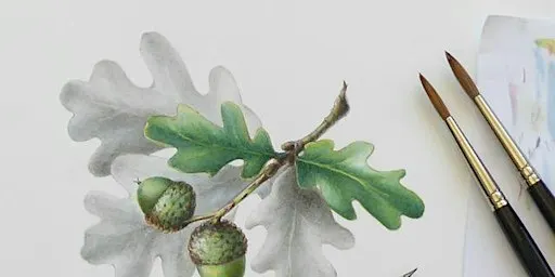 Botanical Drawing & Illustration Techniques