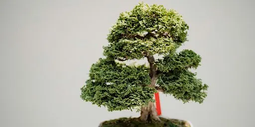 Beginner Bonsai Class