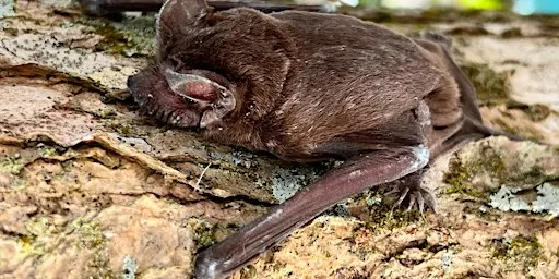 Bats and Birds at Venice Area Audubon Rookery with Family Activities!