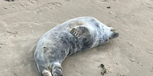 Gower Society Youth activity Seal watch
