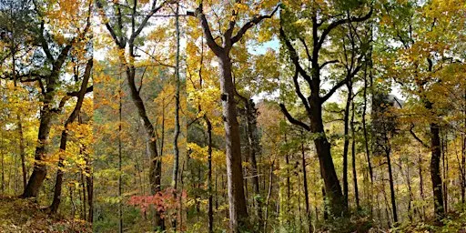 A Tour of Floracliff's Old Oak Trees