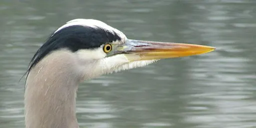 Birding Lodi Lake & Woodbridge Reserve