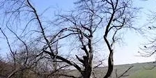 Identifying Broad-leaved Trees in Winter